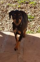 Miniature Pinscher Puppies for sale in Tucson, AZ, USA. price: NA
