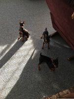Miniature Pinscher Puppies for sale in Dallas, TX, USA. price: NA