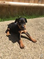 Miniature Pinscher Puppies for sale in 1348 Aberdeen Ave, Youngstown, OH 44502, USA. price: NA
