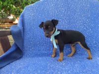 Miniature Pinscher Puppies for sale in La Habra Heights, CA, USA. price: NA