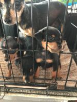 Miniature Pinscher Puppies for sale in Waipahu, HI 96797, USA. price: NA
