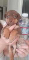Miniature Pinscher Puppies for sale in East - West Citadel, San Jose, CA 95116, USA. price: NA