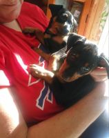 Miniature Pinscher Puppies for sale in Rochester, NY, USA. price: NA