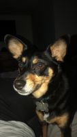 Miniature Pinscher Puppies for sale in Hector, MN 55342, USA. price: NA