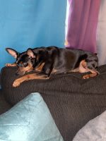 Miniature Pinscher Puppies for sale in Pensacola, FL, USA. price: NA