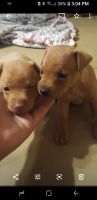 Miniature Pinscher Puppies for sale in Seagrove, NC, USA. price: NA