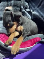 Miniature Pinscher Puppies for sale in Germantown, MD, USA. price: NA