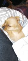 Miniature Pinscher Puppies for sale in Olympia, WA, USA. price: NA