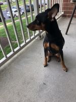 Miniature Pinscher Puppies for sale in Greenbelt, MD, USA. price: NA