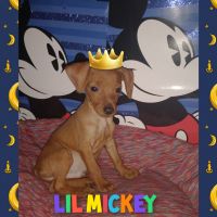 Miniature Pinscher Puppies for sale in Bellmawr, NJ, USA. price: NA