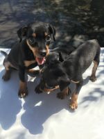 Miniature Pinscher Puppies for sale in 1611 E American Ave, Fresno, CA 93725, USA. price: NA