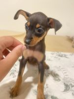 Miniature Pinscher Puppies for sale in Pasadena, CA, USA. price: NA