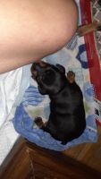 Miniature Pinscher Puppies for sale in Elwood, IN 46036, USA. price: NA