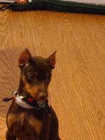 Miniature Pinscher Puppies for sale in Rockland, MA, USA. price: NA