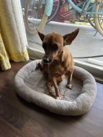 Miniature Pinscher Puppies for sale in Tampa, FL, USA. price: NA
