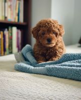 Miniature Poodle Puppies for sale in Burlington, KY 41005, USA. price: NA