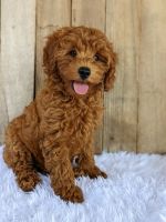 Miniature Poodle Puppies for sale in Brunswick, OH 44212, USA. price: NA