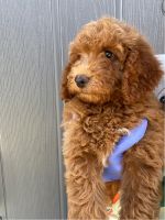 Miniature Poodle Puppies for sale in Cape Coral, FL, USA. price: NA