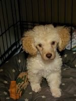 Miniature Poodle Puppies for sale in Calhoun, MO 65323, USA. price: NA