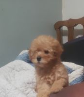 Miniature Poodle Puppies for sale in Kansas City, KS 66112, USA. price: NA