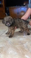 Miniature Poodle Puppies for sale in Alvin, TX 77511, USA. price: NA