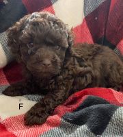 Miniature Poodle Puppies for sale in Germantown, WI 53022, USA. price: NA