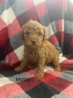 Miniature Poodle Puppies for sale in Germantown, WI 53022, USA. price: NA
