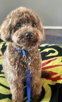 Miniature Poodle Puppies for sale in Wayland, MI 49348, USA. price: NA