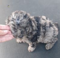 Miniature Poodle Puppies for sale in Ashland, OH 44805, USA. price: NA