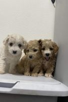 Miniature Poodle Puppies for sale in Denver, CO, USA. price: NA