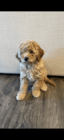 Miniature Poodle Puppies for sale in Puyallup, WA, USA. price: NA