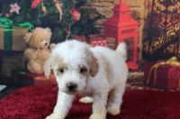 Miniature Poodle Puppies for sale in Knoxville, TN, USA. price: NA