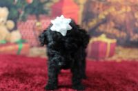 Miniature Poodle Puppies for sale in Knoxville, TN, USA. price: NA