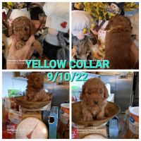 Miniature Poodle Puppies for sale in Mt Vernon, MO 65712, USA. price: NA