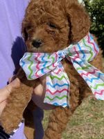 Miniature Poodle Puppies for sale in Milton, FL, USA. price: NA
