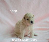 Miniature Poodle Puppies for sale in Fort Worth, TX, USA. price: NA