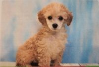 Miniature Poodle Puppies for sale in 9417 East 105th Pl S, Tulsa, OK 74133, USA. price: NA
