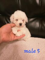 Miniature Poodle Puppies for sale in Mt Pleasant, TX 75455, USA. price: NA