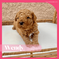Miniature Poodle Puppies for sale in 15935 Ternglade Dr, Lithia, FL 33547, USA. price: NA
