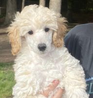 Miniature Poodle Puppies for sale in Philadelphia, PA, USA. price: NA