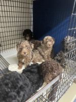 Miniature Poodle Puppies for sale in Tyrone, GA, USA. price: NA
