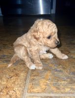 Miniature Poodle Puppies for sale in Westchester County, NY, USA. price: $2,000