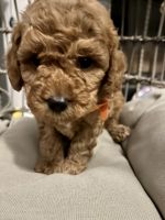 Miniature Poodle Puppies for sale in Tucson, AZ, USA. price: $1,600