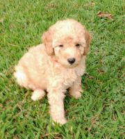 Miniature Poodle Puppies for sale in Jackson, TN, USA. price: $1,500