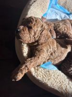 Miniature Poodle Puppies for sale in Katy, TX, USA. price: $850