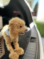 Miniature Poodle Puppies for sale in Fresno, CA, USA. price: $1,850
