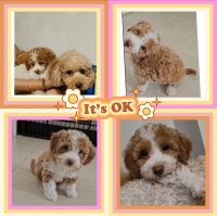 Miniature Poodle Puppies for sale in Staten Island, NY 10304, USA. price: $1,000