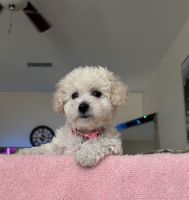 Miniature Poodle Puppies for sale in 83rd Ave, Phoenix, AZ, USA. price: $600