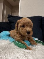 Miniature Poodle Puppies for sale in Texas City, TX, USA. price: $1,900