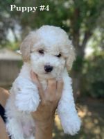 Miniature Poodle Puppies for sale in Bakersfield, CA, USA. price: $550